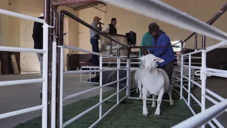 Trabajador-Mueve-Ovejas-Dorper-Blancas-Para-La-Venta-A-Través-De-Un-Conducto-Estrecho-En-Una-Subasta