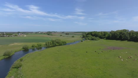 -A-View-of-Farm-Animals-Grazing-Near-Kävlinge-River,-Sweden---Aerial-Panning