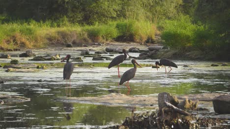 A-flock-of-Black-Stork-or-Ciconia-nigra-finding-insects-or-fish-in-a-forest-pond-or-water-stream-in-Madhya-Pradesh-India