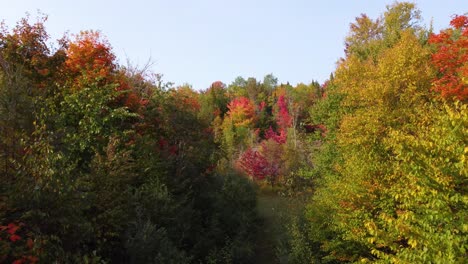 Drohnen-Pov-Durch-Den-Wald-Mit-Lebendigen-Herbsttönen,-Beruhigende-Landschaft