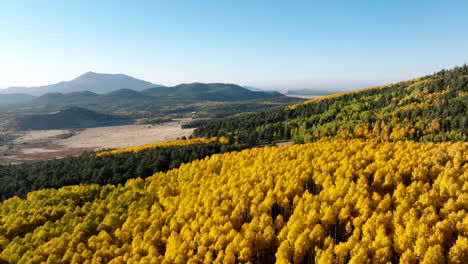 Drone-overview-of-vibrant-golden-yellow-quaking-aspen-trees-in-fall