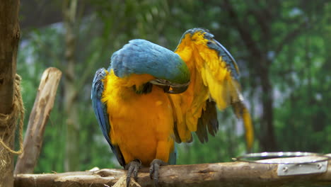 Una-Guacamaya-Azul-Y-Amarilla-Se-Acicala-Y-Limpia-Sus-Plumas-Mientras-Se-Posa-En-Una-Rama-Dentro-De-Un-Zoológico-En-Bangkok,-Tailandia