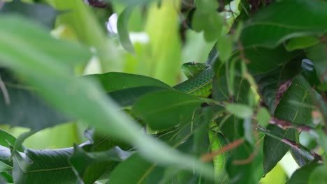 Seen-through-the-foliage-of-a-tree-from-a-low-vantage-point-resting-while-the-wind-blows-in-the-jungle,-Vogel’s-Pit-Viper-Trimeresurus-vogeli,-Thailand