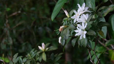 Weiße-Wildblumen-Bewegen-Sich-Mit-Etwas-Wind-Tief-Im-Wald,-Thailand