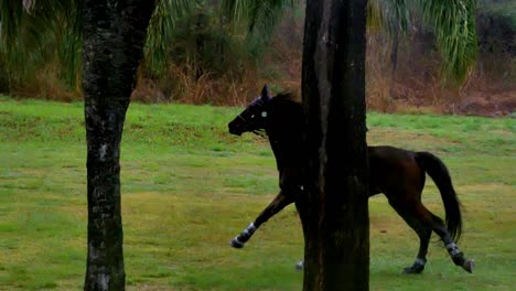 Ein-Pferd-Und-Ein-Reiter-Springen-Aus-Dem-Wasser-Und-über-Ein-Hindernis