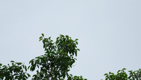 Seen-on-top-of-the-tree-as-it-looks-around-and-then-flies-to-the-right,-Great-Hornbill-Buceros-bicornis,-Thailand