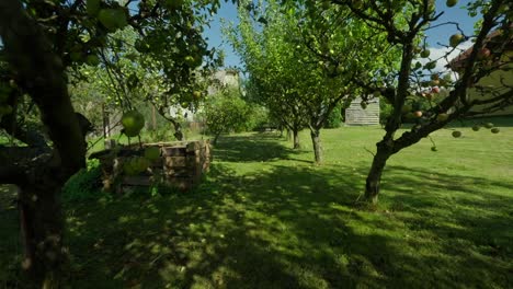 Entry-dolly-shot-of-an-apple-orchard-in-the-small-garden-during-summer