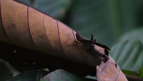 Visto-Encima-De-Una-Hoja-Muerta-Marrón-En-Lo-Profundo-Del-Bosque-Moviéndose-Con-Algo-De-Viento,-Saltamontes-Mono-Erianthus-Serratus,-Tailandia