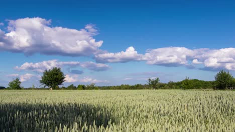 Zeitraffer-Eines-Sonnigen-Tages-Mit-Sich-Bewegenden-Wolken-über-Dem-Weizenfeld