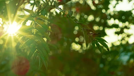 Herbsthintergrund-Aus-Baumblättern,-Die-Sanft-Im-Wind-Rascheln,-Während-Der-Sonnenuntergang-Die-Linse-Im-Hintergrund-Aufflackert