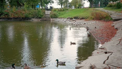 Flock-of-ducks-gracefully-moving-away-from-riverbank-as-Autumn-leaves-fall