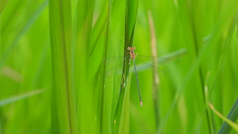 Dragonfly-in-wind-grass---eyes-