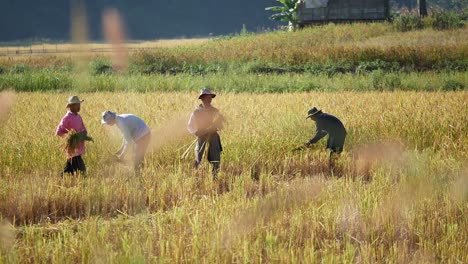 Asiatischer-Bauer-Erntet-Reis-Am-Berg,-Leitartikel
