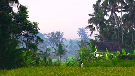 Native-man-strolling-through-crop-field,-jungle-village-beyond,-Bali