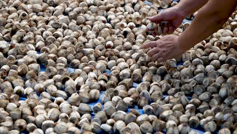 Asian-People-Making-Sun-Dried-Betel-Palm