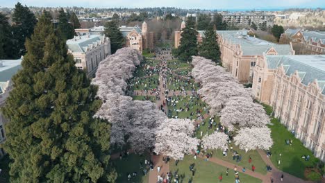 Toma-Aérea-De-Estudiantes-Relajándose-En-La-Universidad-De-Washington-Rodeados-De-Flores-De-Cerezo.