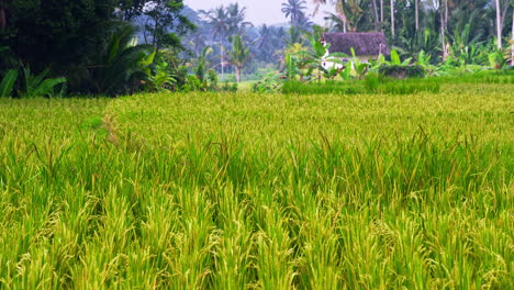 Einheimischer-Spaziert-In-Erntehalmen-Auf-Einem-Landwirtschaftlichen-Feld-In-Ubud,-Bali