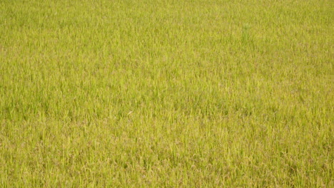 Koreanische-Reisfelder-In-Der-Erntezeit