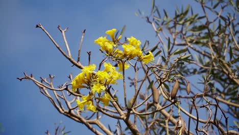 Während-Der-Trockenzeit-Blühen-Leuchtend-Gelbe-Tabebuya-Blüten