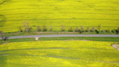 Aerial-view-of-vibrant-yellow-fields-beside-a-roadway-with-scattered-trees