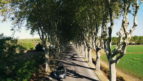 Aerial-timelapse-shot-along-a-road-in-Provence-surrounded-by-Cypress-trees
