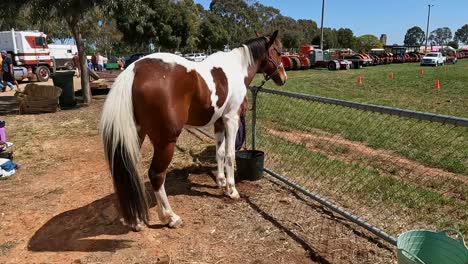 Yarrawonga,-Victoria,-Australia---7-De-Octubre-De-2023:-Hermoso-Caballo-Esperando-Razonablemente-Pacientemente-En-El-Espectáculo-De-Yarrawonga-En-Victoria,-Australia