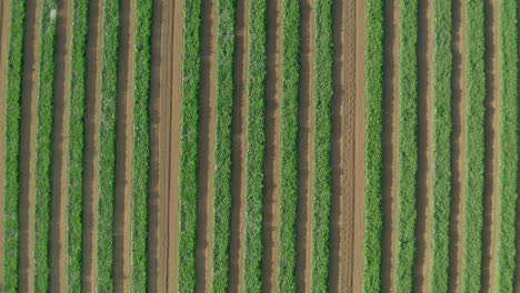 Aerial:-Top-down-rising-shot-of-rows-in-green-crop-fields