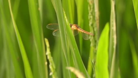 Dragonfly-in-green-grass---red-wings-