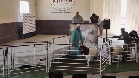 Auctioneer-staff-display-Boerbok-goats-one-at-a-time-in-South-Africa