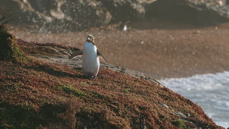 Yellow-eyed-Penguin-Standing-On-The-Cliff-In-Katiki-Point,-New-Zealand---slow-motion