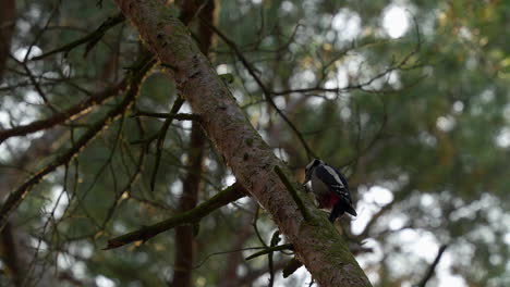 Woodpecker-bird-perched-on-mossy-branch-in-dense-forest