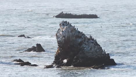 Ein-Paar-Felsen-In-Den-Gewässern-Des-Pazifiks,-Bevölkert-Mit-Kormoranen,-An-Der-Küste-Von-Kalifornien,-USA