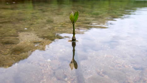 Close-up-of-solo-young,-small-and-healthy-mangrove-starting-growth-lifecycle-with-first-green-leaves-in-coastal-shallows-of-ocean