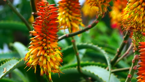 Striking-orange-and-yellow-aloe-vera-flowers-sway-in-breeze,-closeup