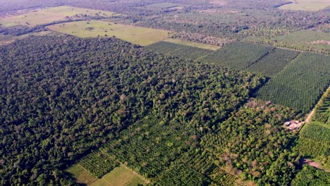 Açaí-palm-farm-in-the-middle-of-the-Amazon-rainforest-habitat---high-altitude-aerial