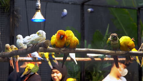 Assorted-kinds-of-colorful-parakeets-perched-on-a-contraption-built-inside-a-cage-in-a-zoo-in-Bangkok,-Thailand