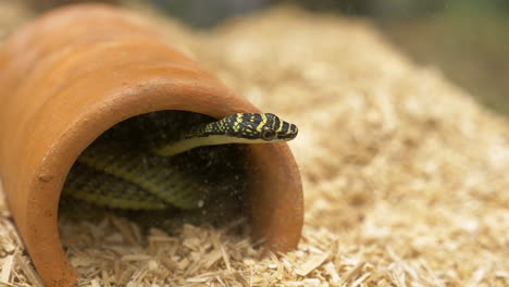 Partly-hidden-inside-a-brown-pot,-a-Golden-tree-snake-Chrysopelea-ornata-is-sticking-its-head-out,-in-a-terrarium-in-a-zoo-in-Bangkok,-Thailand