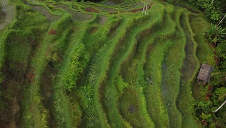Aufschlussreiche-Indonesische-Reisterrasse-Von-Oben,-Nach-Oben-Geneigte-Luftaufnahme