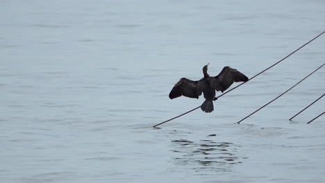 View-behind-great-cormorant-bird-perching-on-cable-in-the-water-with-wings-open