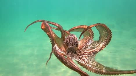 Octopus-swim-underwater-in-slow-motion