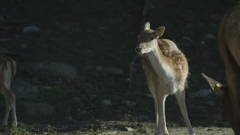 Fauna-Canadiense:-Majestuosos-Ciervos-Caminando-Por-Las-Orillas-De-Un-Río.
