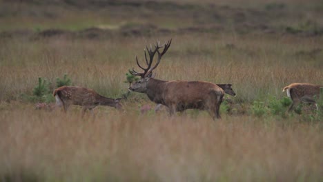 Close-up-shot-of-a-large-male-red-deer-with-his-harem-of-doe-in-a-brown-grassy-field-calling-out-and-keeping-watch-while-the-other-deer-graze