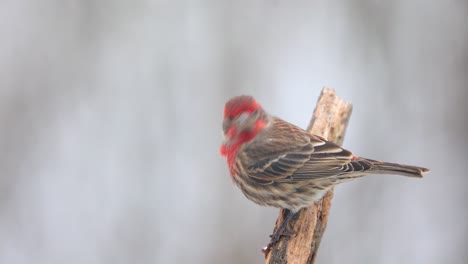 4K-House-Finch-Male-On-A-Snowy-Day