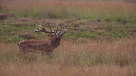 Close-up-shot-of-a-magnificent-large-red-deer-buck-with-a-huge-rack-of-antlers-walking-through-a-brown-grassy-field-with-his-nose-up-scenting-the-air,-slow-motion