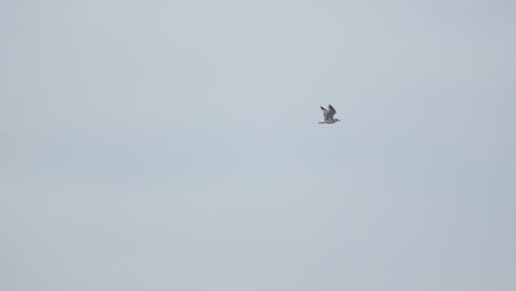 A-solitary-bird,-possibly-a-seagull,-is-captured-mid-flight-against-a-vast-and-clear-sky,-wings-are-outstretched-as-it-gracefully-glides-through-the-expanse,-creating-a-moment-of-serenity-and-freedom