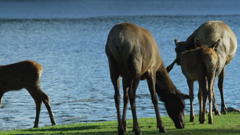 Kanadische-Tierwelt---Majestätische-Hirsche,-Die-Am-Ufer-Eines-Flusses-Entlang-Spazieren