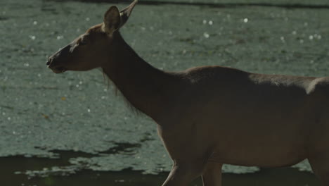 Kanadische-Tierwelt---Majestätische-Hirsche,-Die-Am-Ufer-Eines-Flusses-Entlang-Spazieren