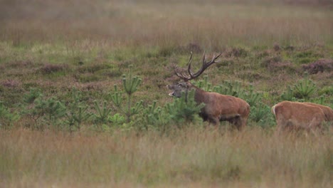 Medium-shot-of-a-large-red-deer-buck-with-a-huge-rack-of-antlers-in-a-brown-grassy-field-chasing-one-of-his-doe-and-calling-out-and-throwing-his-head