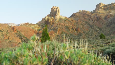 Out-of-focus-plants-in-fore-ground-with-majestic-peaks-in-tenerife