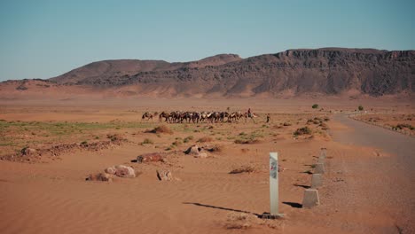 Man-guiding-camels-through-a-desert-landscape-in-Zagora,-Morocco
